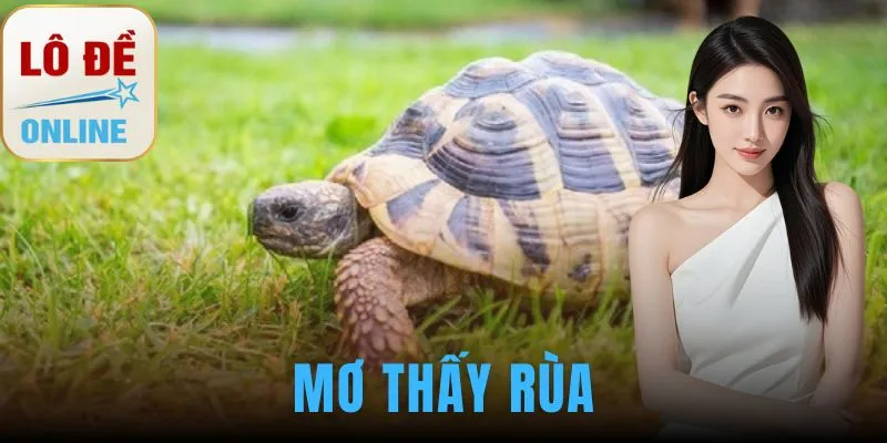 mơ thấy rùa