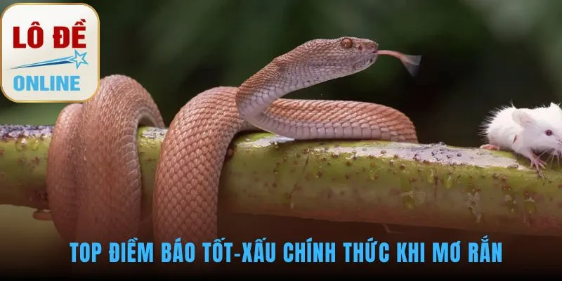 Mơ Thấy Rắn Đánh Con Gì? Sổ Mơ Lô Đề Chính Thức Giấc mơ thấy rắn hé lộ thông điệp tài lộc hoặc lời cảnh báo